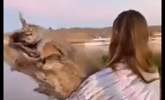 ������� ��������� (�����)