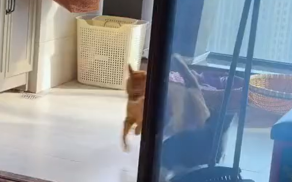 ���� ������ ����� ������ (�����)