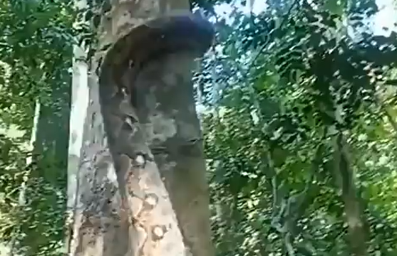 ��� ���� ������� �� �������� (�����)