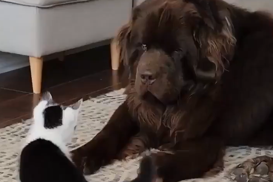 ������ �����... (�����)