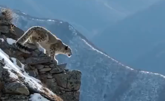 ������ (�����)