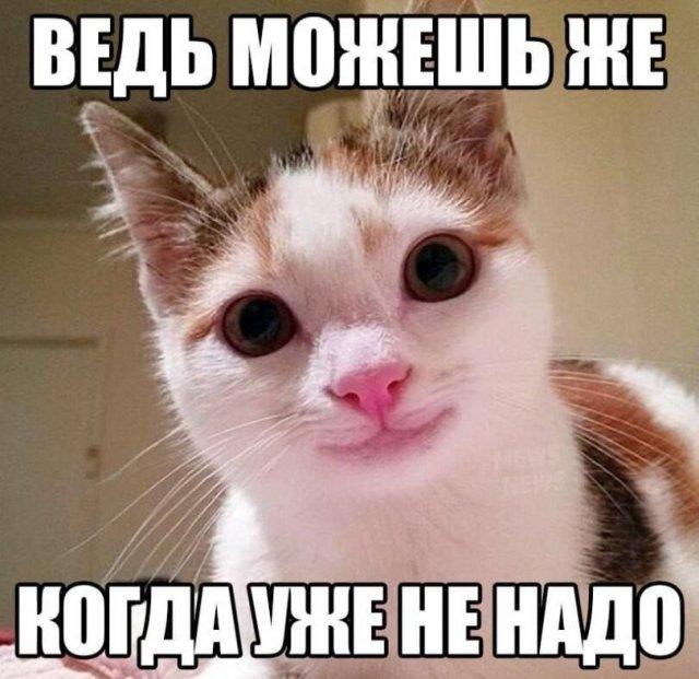 ������� �������� (15 ����)