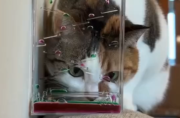 ���������� (�����)