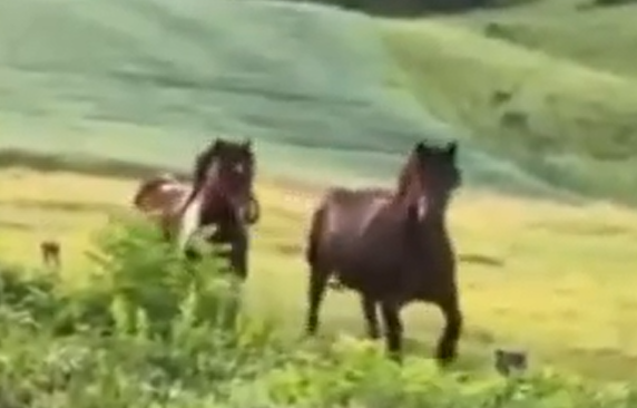 ������ �������� �����������, ������ ������� ������ ������ (�����)