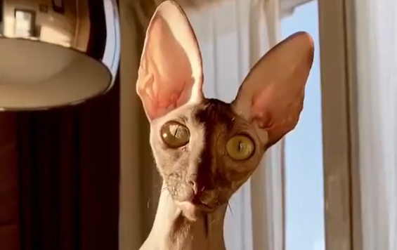 ������������ �������� (�����)