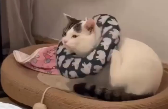 ����� �������� (�����)