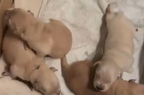 ������� ���� ���� (�����)