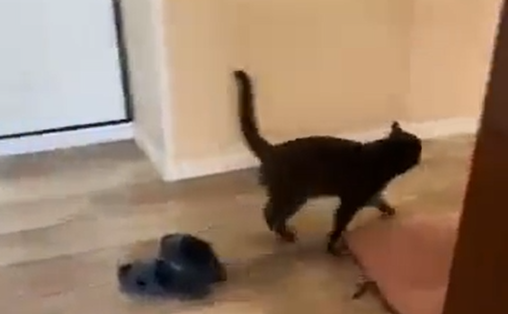 ������ ��������� (�����)