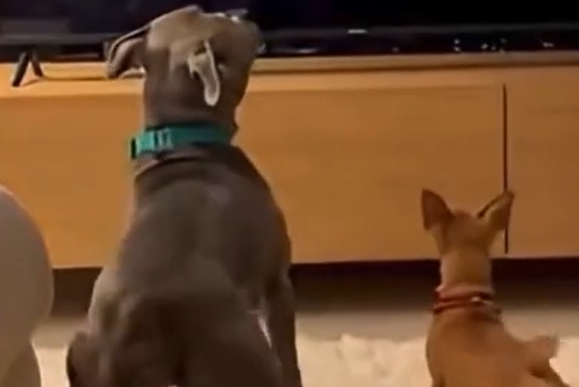 ������ ������ ���� (�����)