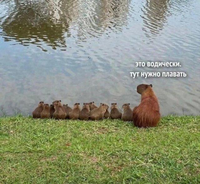 ������� �������� (15 ����)