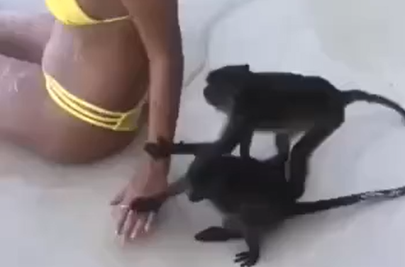 �������� (�����)