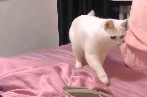 ������ ��������� - ���� ���� (�����)
