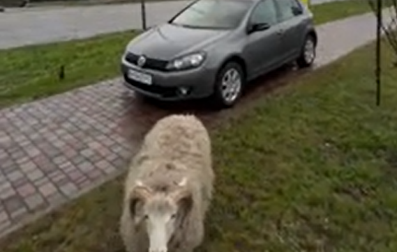 ����� �������� �������� Volkswagen Golf �� ������� (�����)