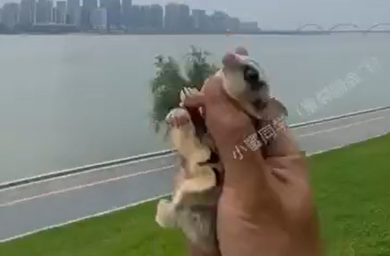 �������� ��-�� (�����)