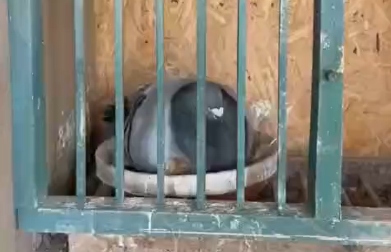 ������ ������ (�����)