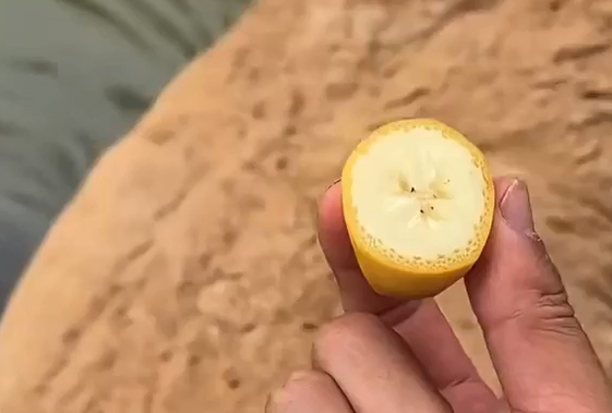 �������������� (�����)