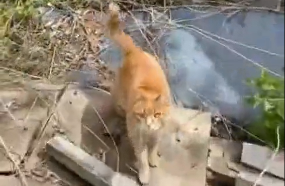 ������ ����� ��� (�����)
