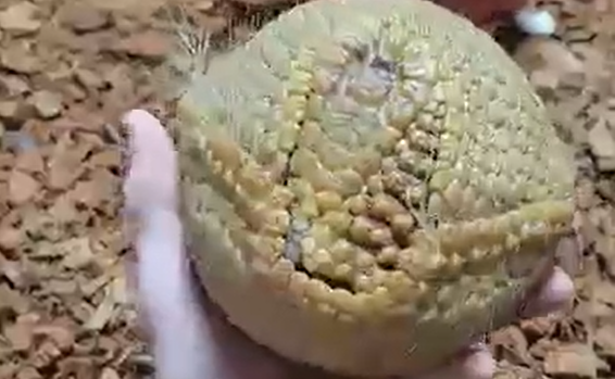 ������ ����� (�����)