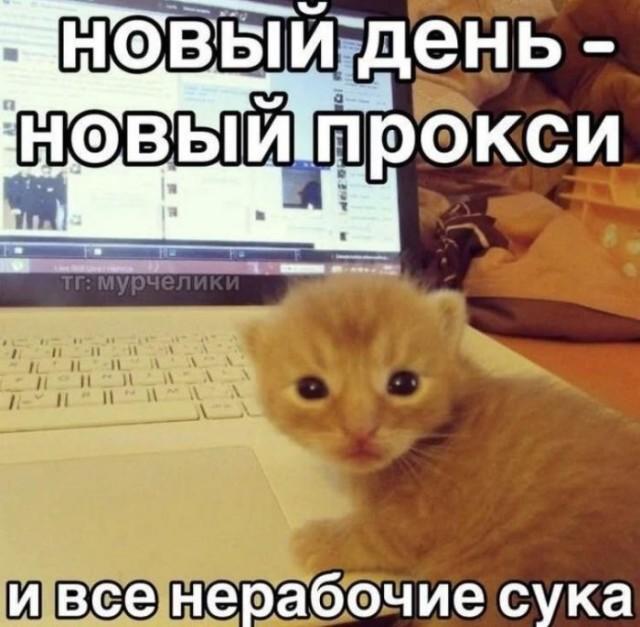 ������� �������� (15 ����)