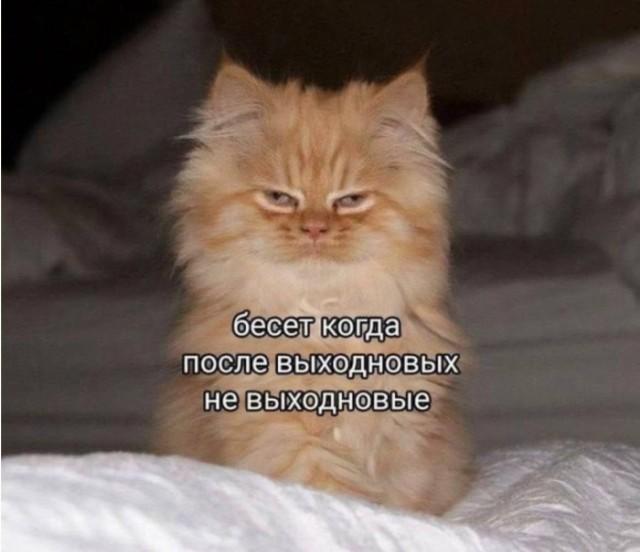 ������� �������� (15 ����)