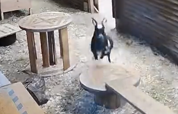����������� ����� ������ (�����)