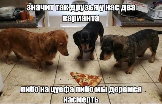 ������� �������� (15 ����)