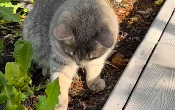������, ������ ���� ������... (�����)