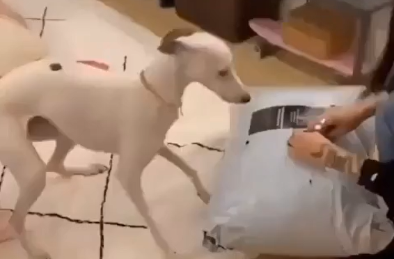 ��� ���? ��� ��! (�����)