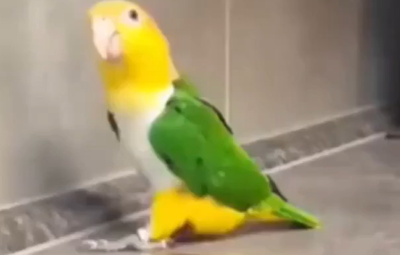 ������� �������� (�����)
