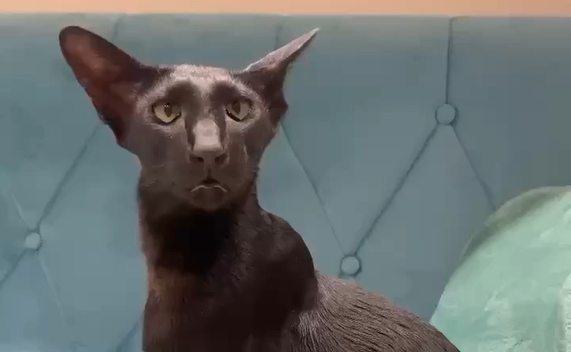 ������ ����? ���� (�����)