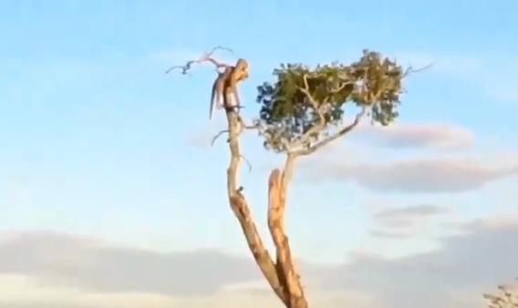 ��� ���� ��� ��������� ������� (�����)