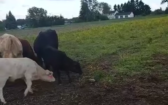 ������� (�����)