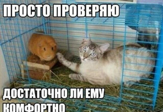 ������� ���� (15 ����)