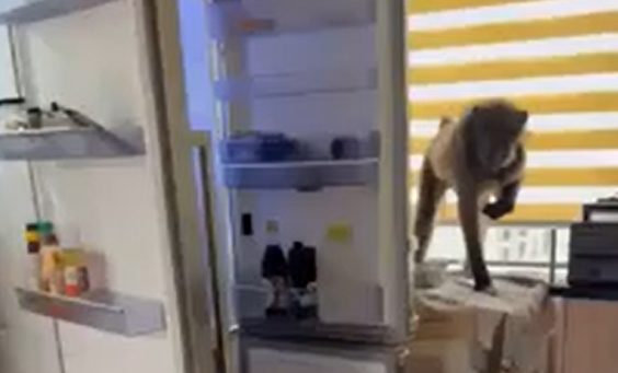 ��� �������� ��������� �������� (�����)