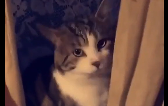 ��� ����� ������ (�����)