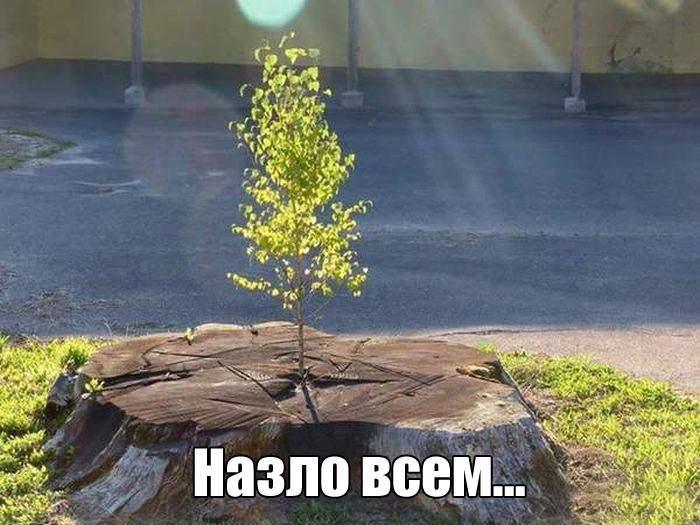 ������� �������� (15 ����)