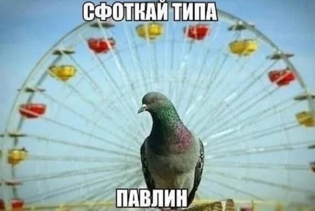 ������� �������� (15 ����)