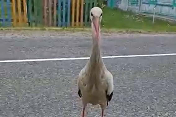 ���� (�����)