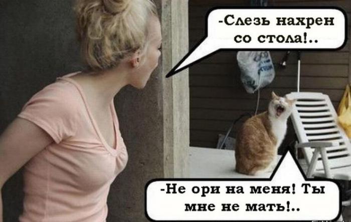 Исследование показало, что кошки воспринимают людей как огромных котят (3 фото)