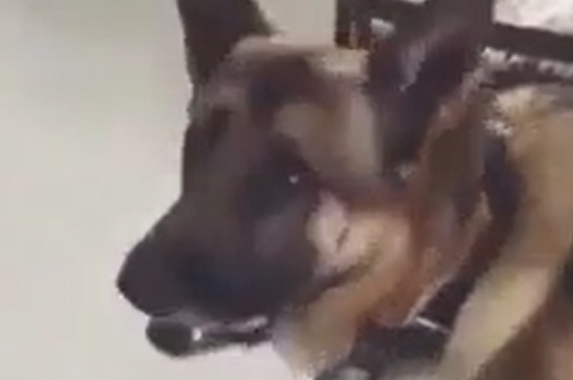 ��������������� ������������ (�����)