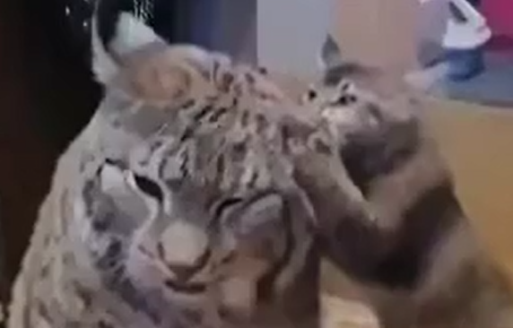 ���� ���� ������� � ����� (�����)