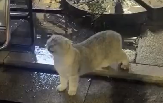 ��� ���� ����� (�����)