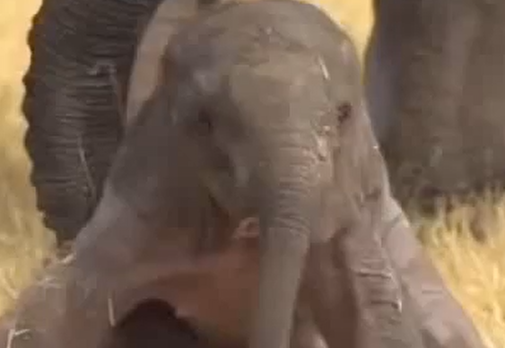 ����������� ��������� (�����)