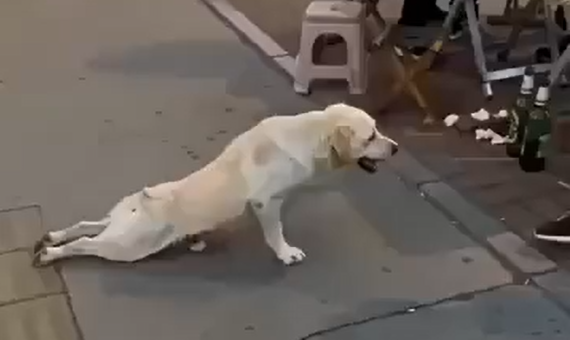 ������ (�����)