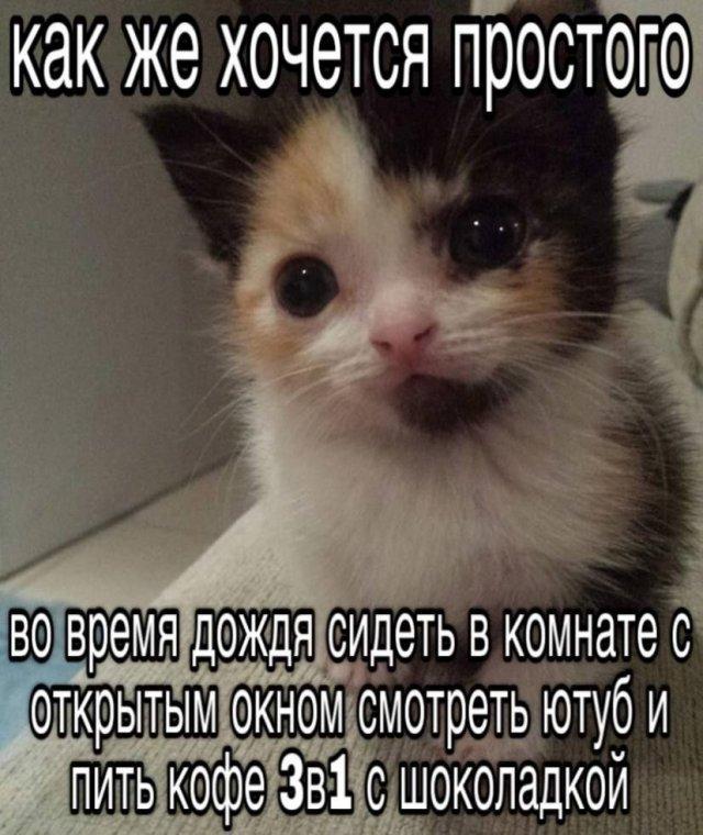 ������� �������� (15 ����)