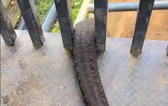 "�� �� ���� �� ��� ���" (�����)
