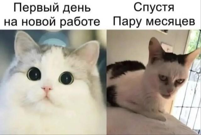 ������� �������� (15 ����)