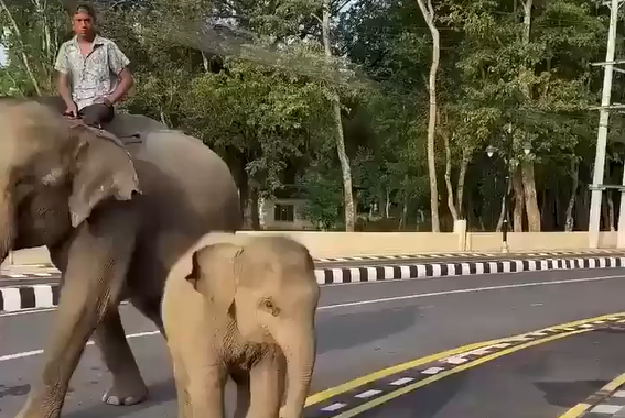 �������� (�����)