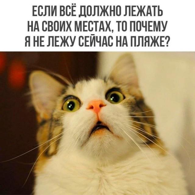 ������� �������� (15 ����)