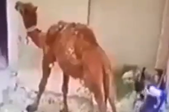 ������� �������� �������� ����� (�����)